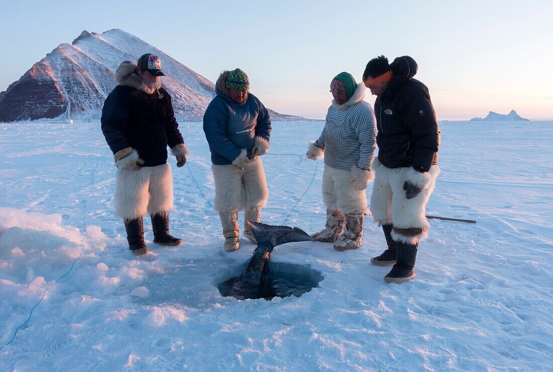 Group of Inuit or Inughiut hunters from Qaanaaq, Greenland at the floe edge in Hvalsund, near Herbert island. Pulling out Greenland shark which has been caught using baited hook through hole in the sea ice.