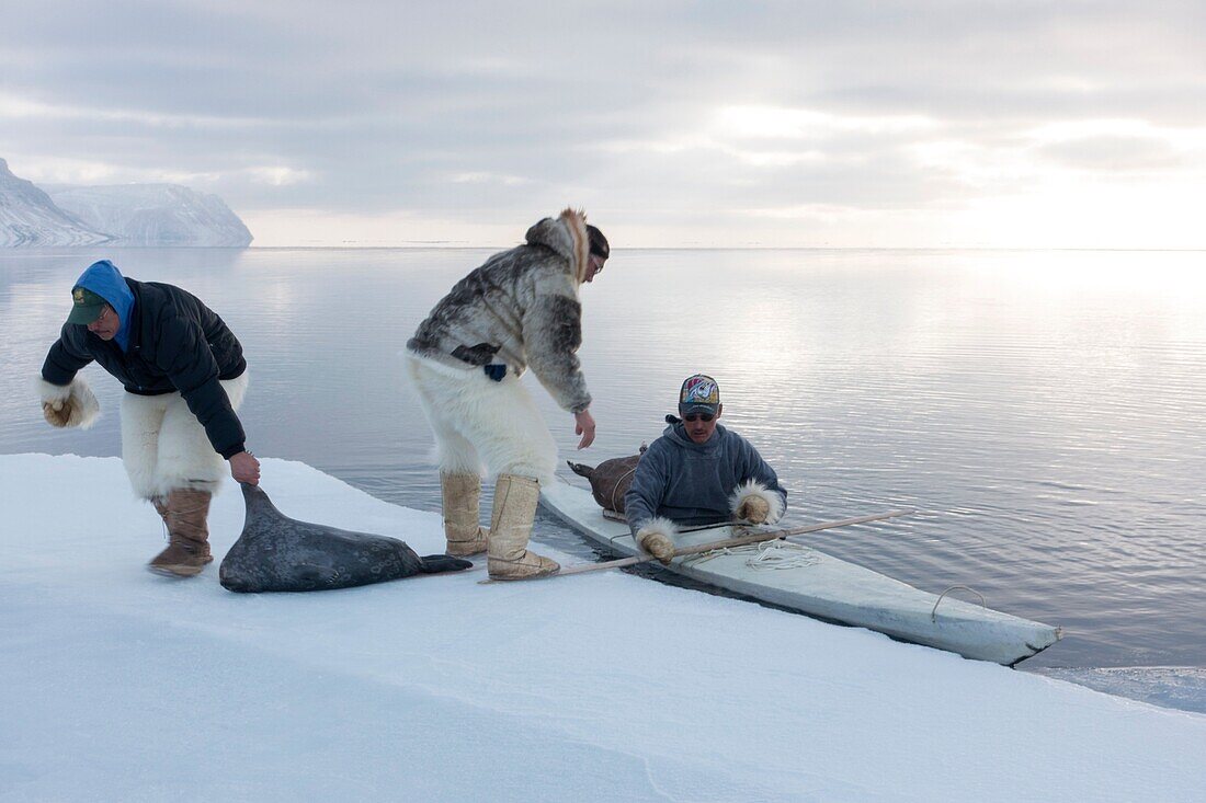 Inuit hunters use a kayak with a sealskin float to retrieve seals hunted at the floe edge.