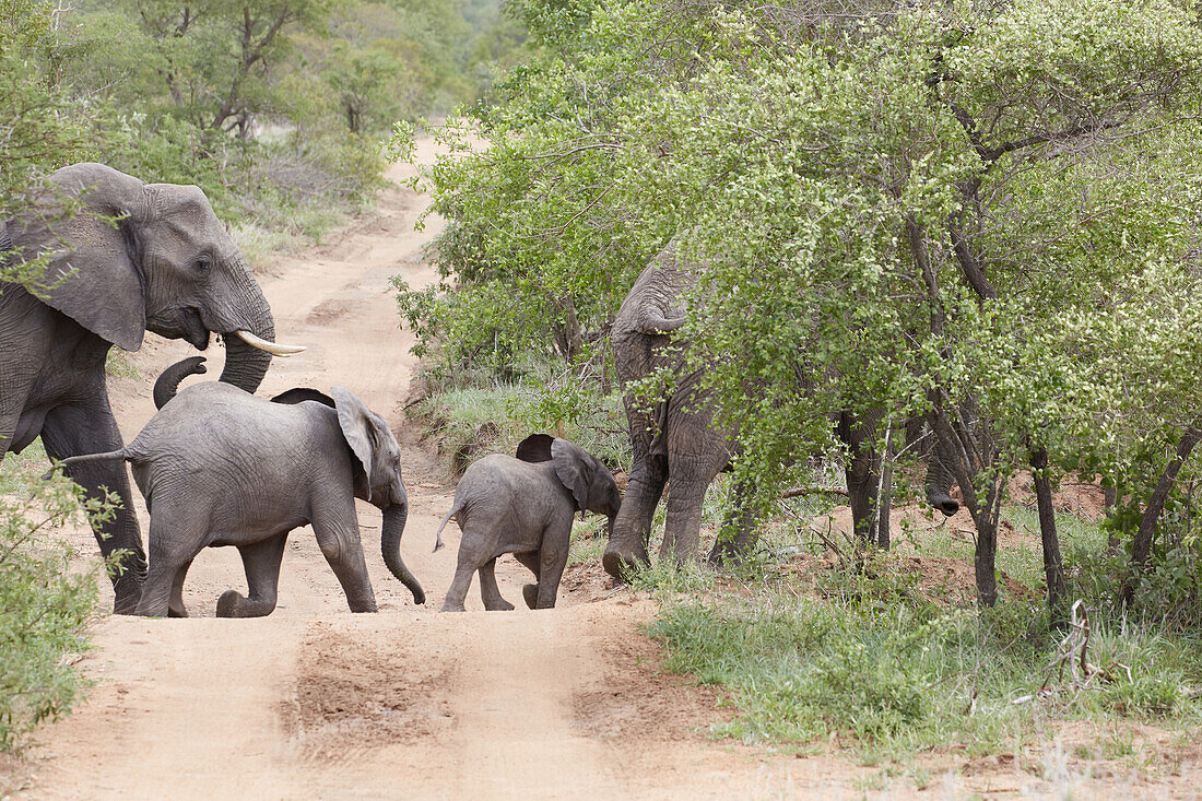 Elefanten überqueren Sandweg im Krüger Nationalpark, Südafrika, Afrika