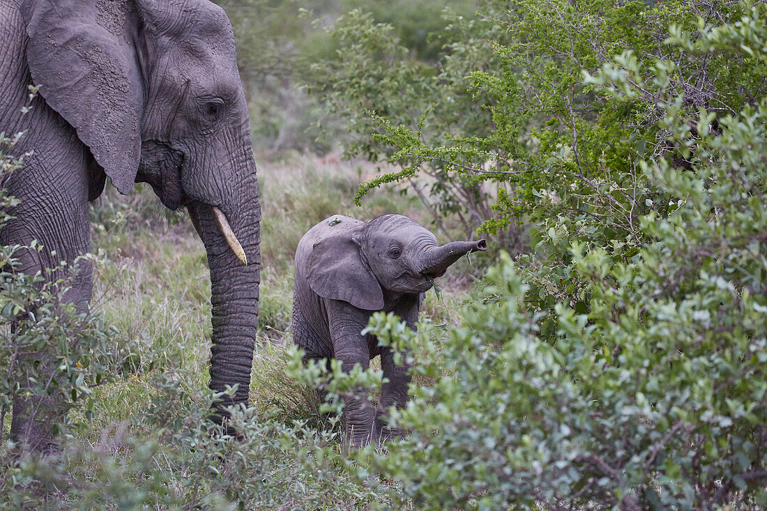 Elephant calf in Krueger National park, South Africa, Africa