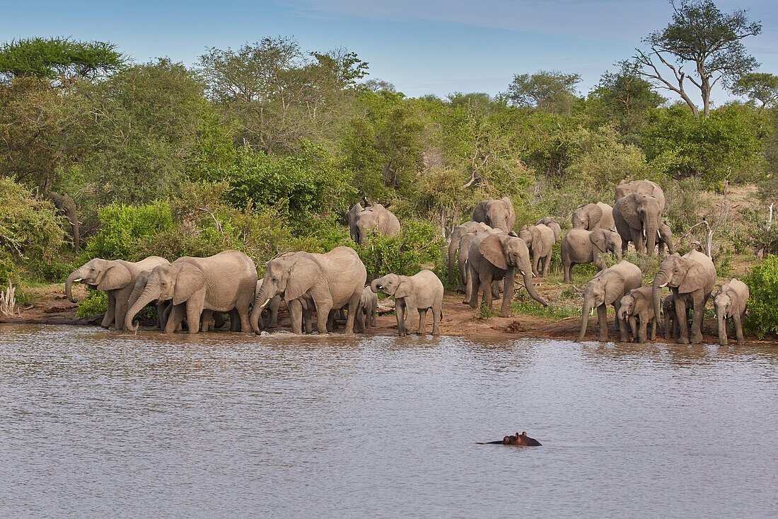 Elephants drinking in a waterhole, Krueger National park, South Africa, Africa