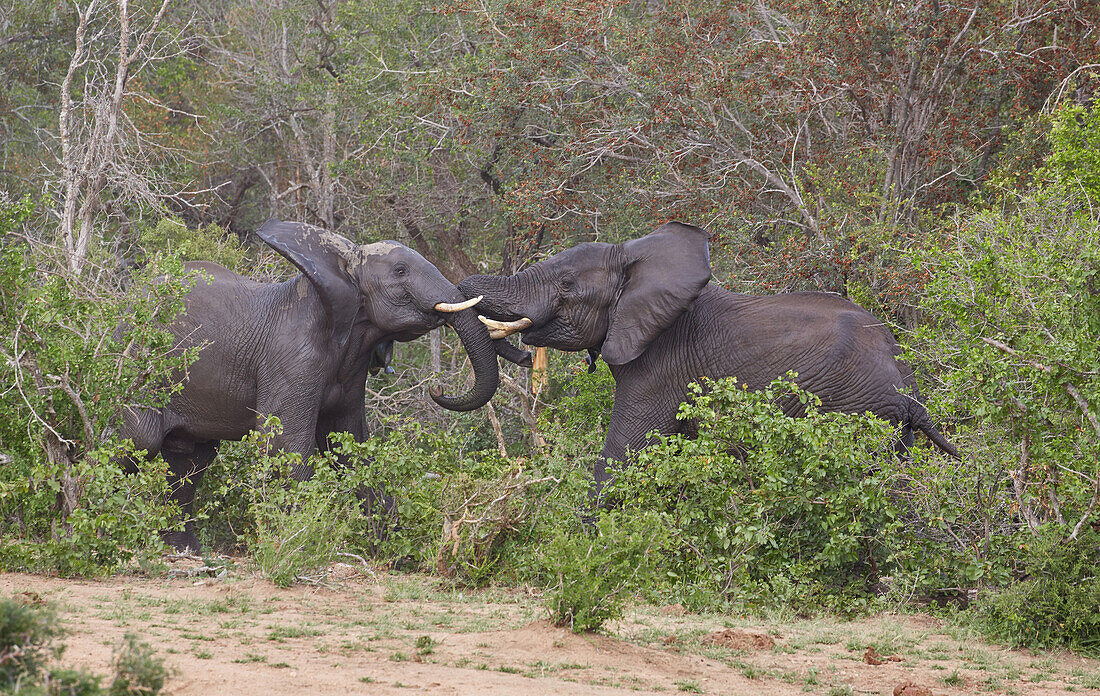 Halbstarke Elefantenbullen messen ihre Kräfte, Krügernationalpark, Südafrika, Afrika