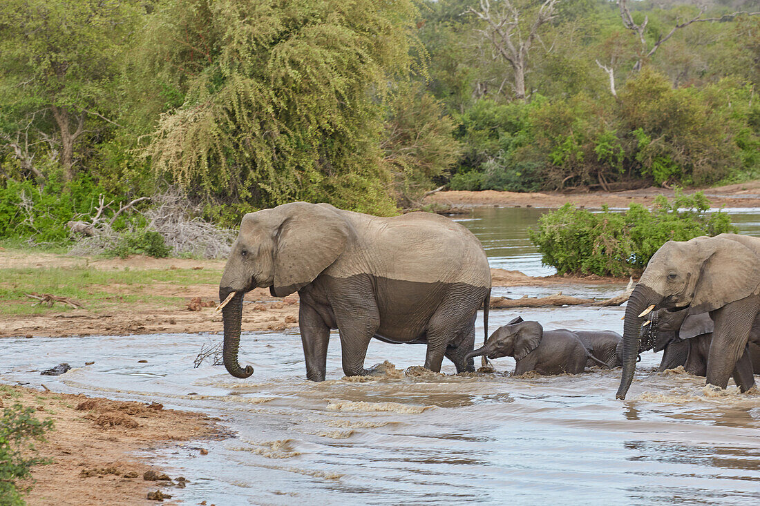 Elephants crossing a waterhole, Krueger National park, South Africa, Africa