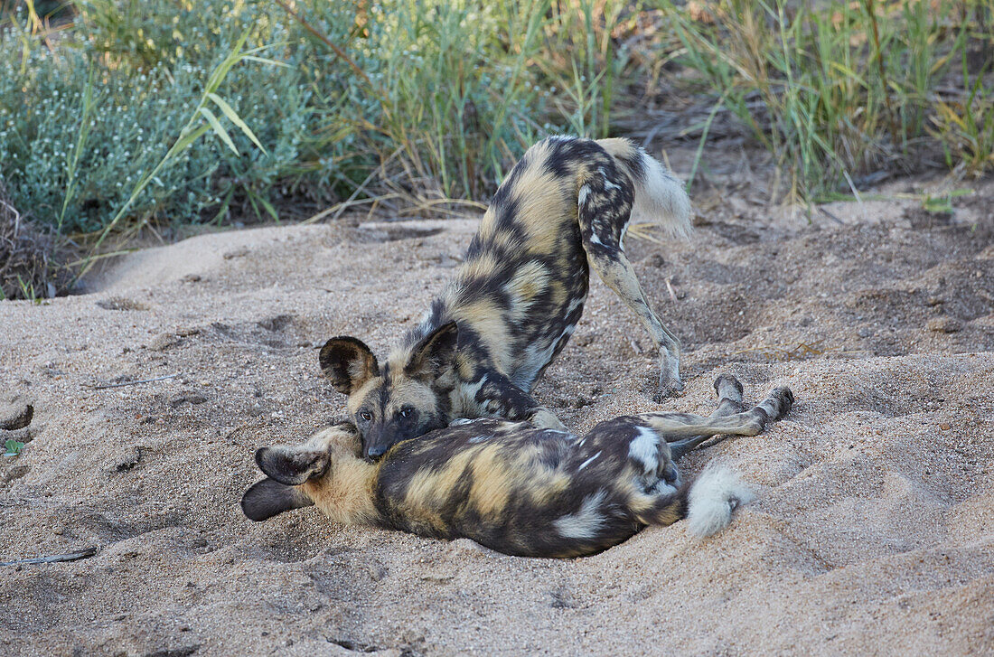 Wildhunde beim sichern der Rangordnung im Krüger Nationalpark, Südafrika, Afrika