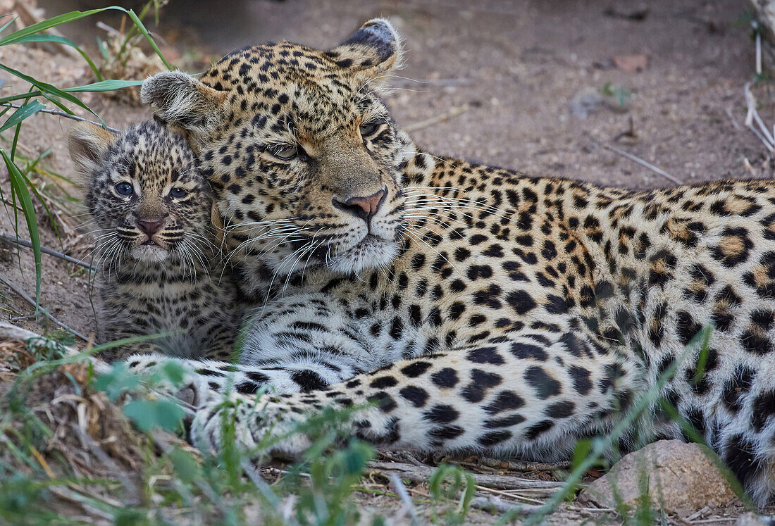 Leopard mit Junges im Krüger Nationalpark, Südafrika, Afrika