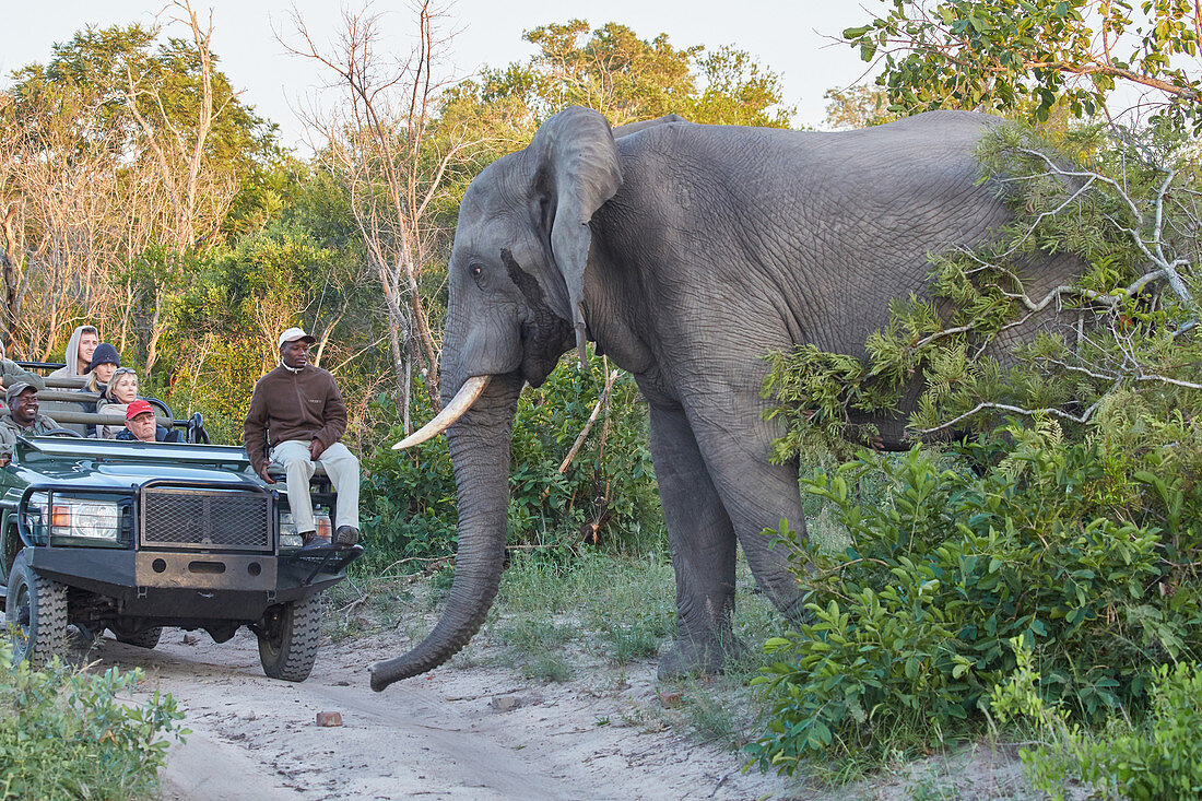 Elephant bull at a jeep in Krueger National park, South Africa, Africa