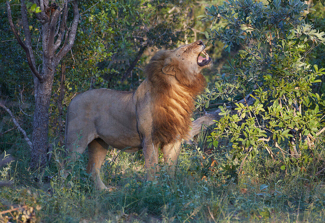 Lions roaring to other lions, Krueger National park, South Africa, Africa