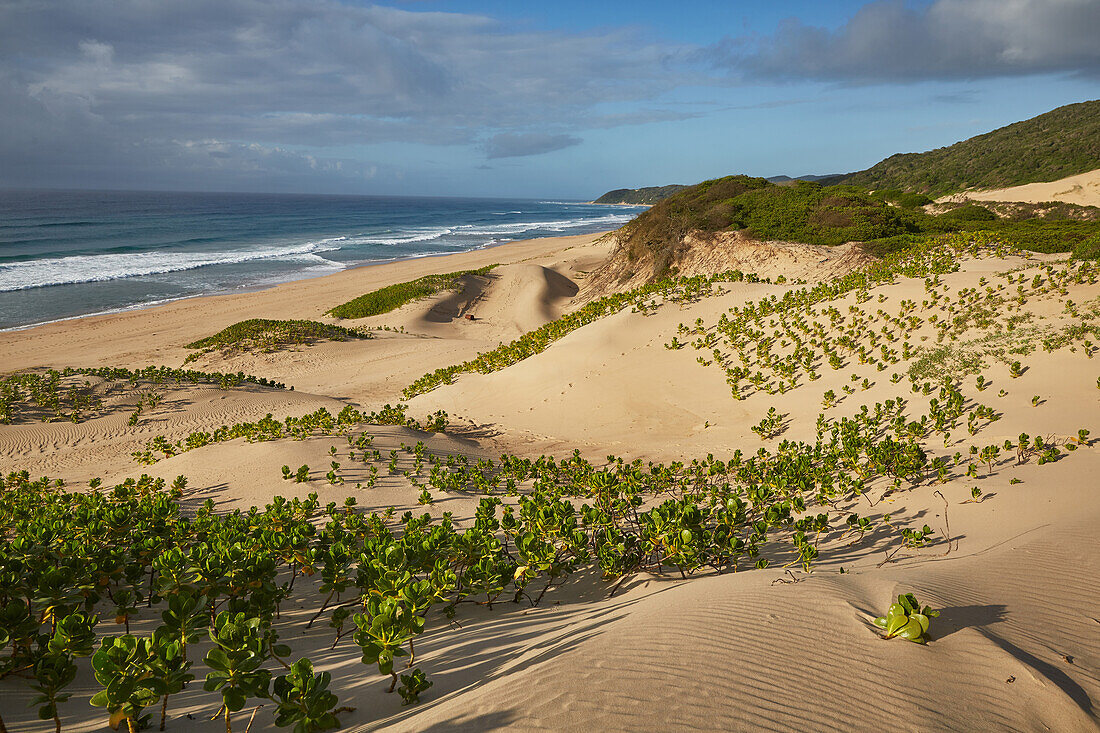 Mit Sukkulenten bewachsene Dünen am Indischen Ozean im iSimangaliso-Wetland Park, Südafrika