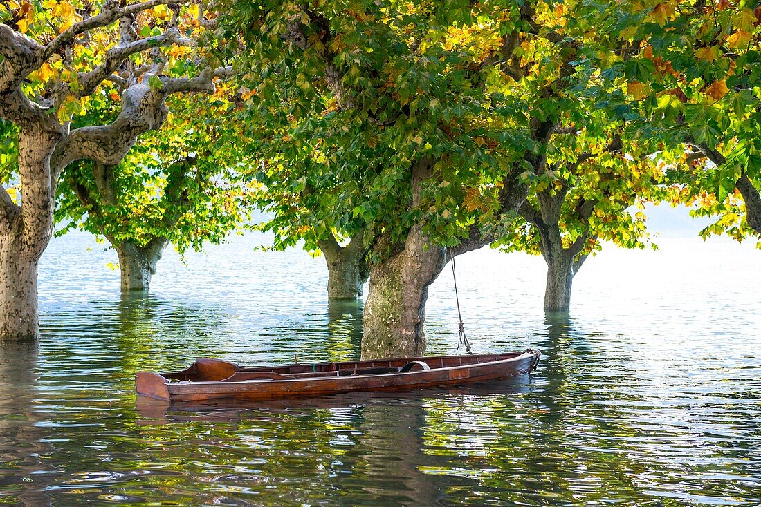 Boat on a flooding alpine lake Maggiore with trees in Ascona, Switzerland.