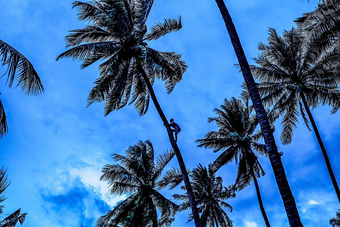 Asia. Thailand. Andaman Sea. Koh Lanta island. Klong Khong Beach. Peasant climbing a palm tree to pluck coconuts.