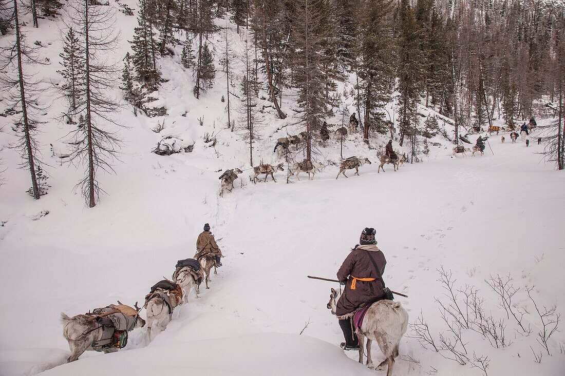Tsataan reindeer herders, leave winter camp, Hunkher mountains, northern Mongolia.