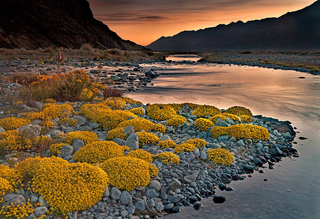 Myosotis species, ( mouse ears) cushion plant, dawn in Tasman river valley, Aoraki / Mount Cook National Park.