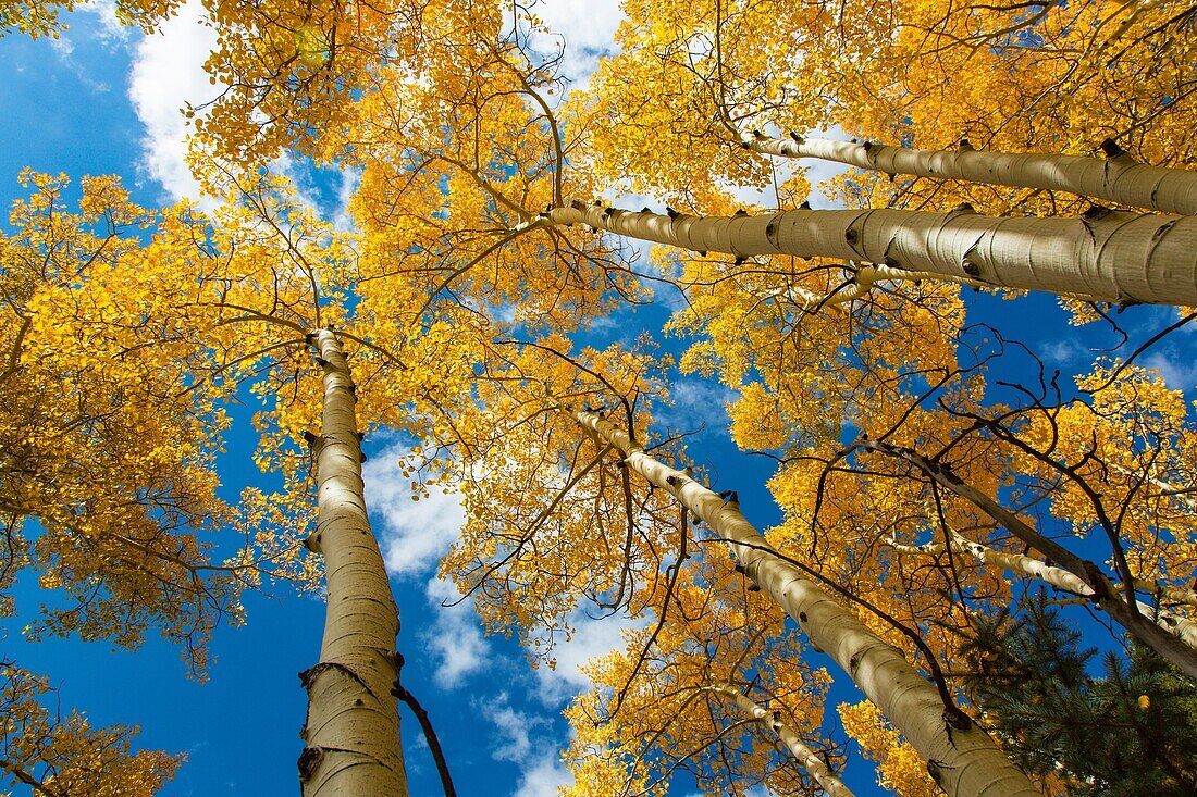 Looking up into tops of bright yellow fall Aspen trees in Colorado.