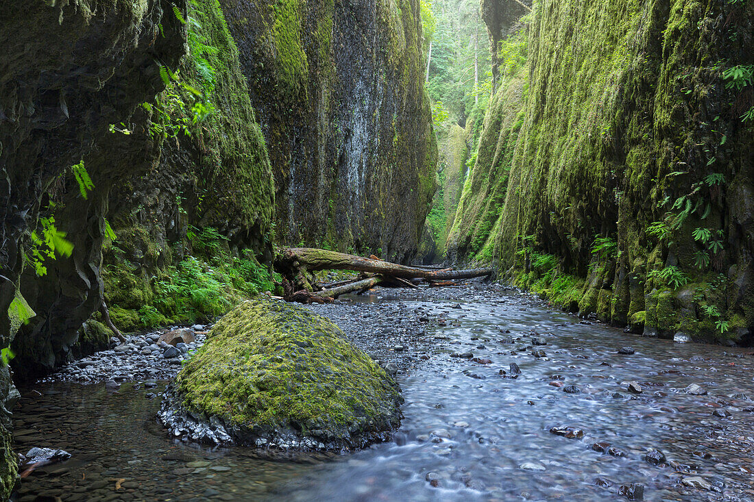 Oneonta Gorge, Columbia River Gorge, Oregon, USA