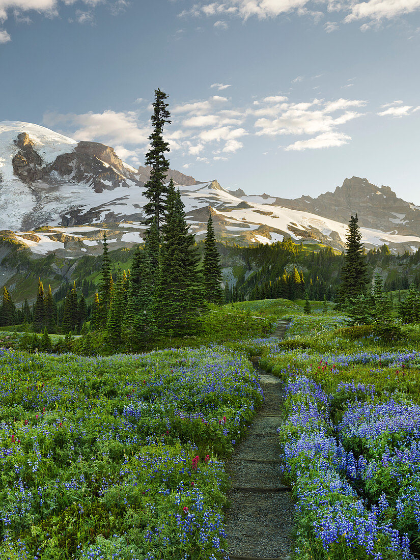 Mt. Rainier Weg auf der Mazama Ridge, Mt. Rainier National Park, Washington, USA