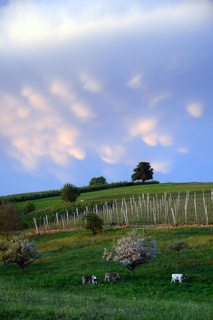 Felder im Hinterland von Lindau am Bodensee, Bayern, Deutschland