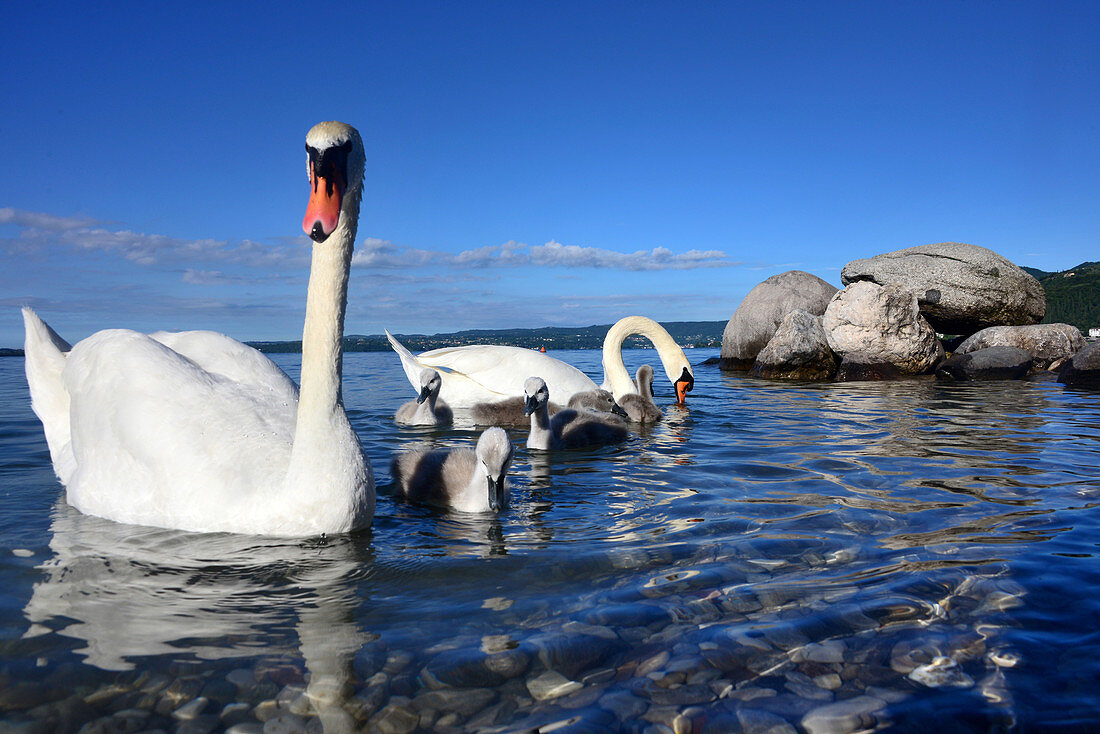 an der Uferpromenade von Maderno, Westufer, Gardasee, Lombardei, Italien