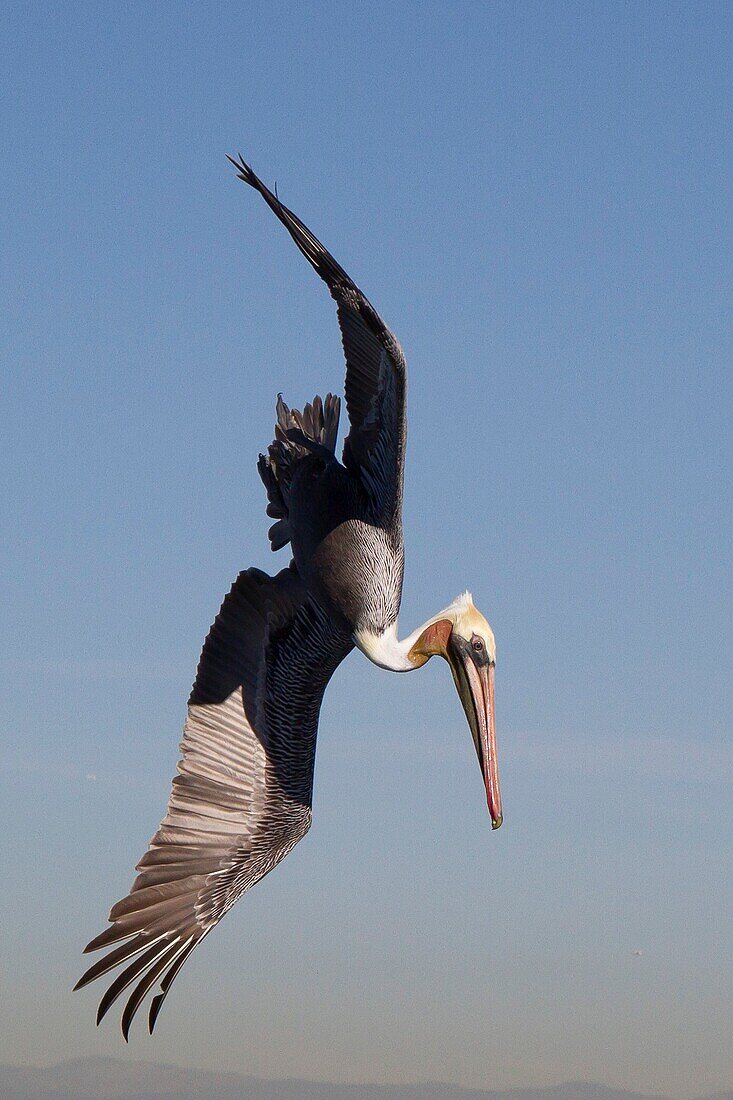Brown Pelican in breeding colors dives for fish. USA.