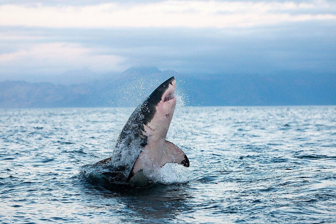 Great White Shark, carcharodon carcharias, Adult Breaching, False Bay in South Africa.