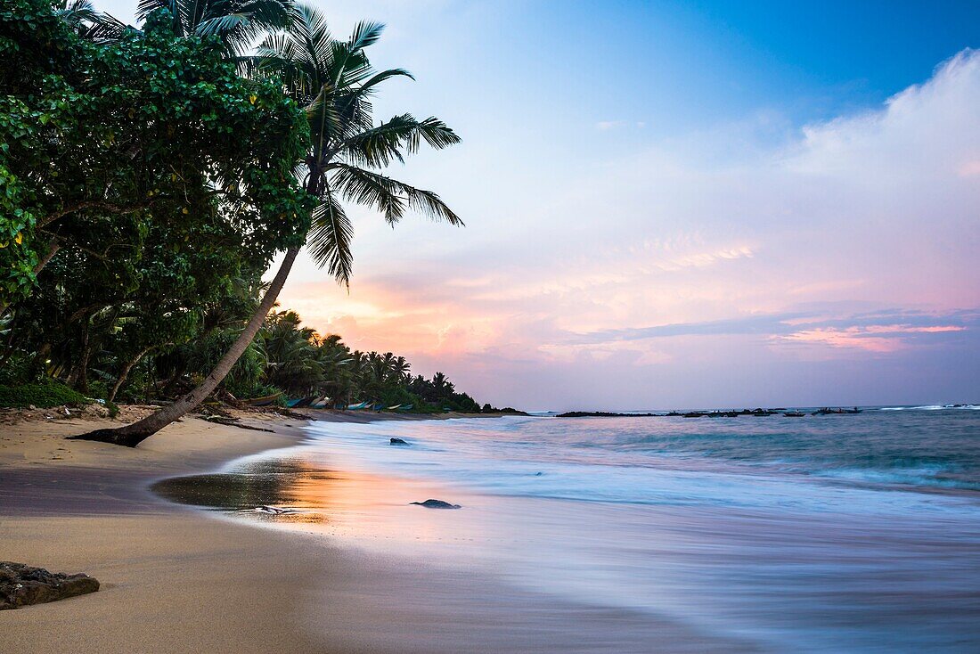 Mirissa Beach, palm tree at sunrise on the South Coast of Sri Lanka, Asia.