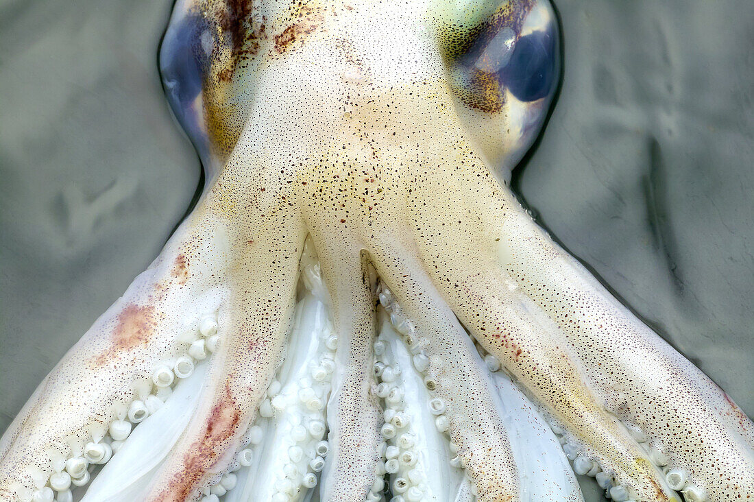 Squid in water.