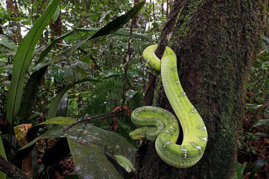 Corallus caninus. Medium sized boa, stocky and massive head, the emerald tree boa is mostly found at dusk or at night, when he hunts birds, rodents and bats. This is an unusual snake, and the only one included in the protected species. Forest. French Guia
