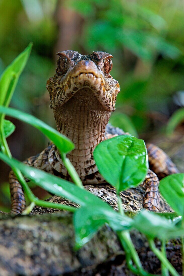 Paleosuchus palpebrosus. Young dwarf caiman in the forest. French Guiana.
