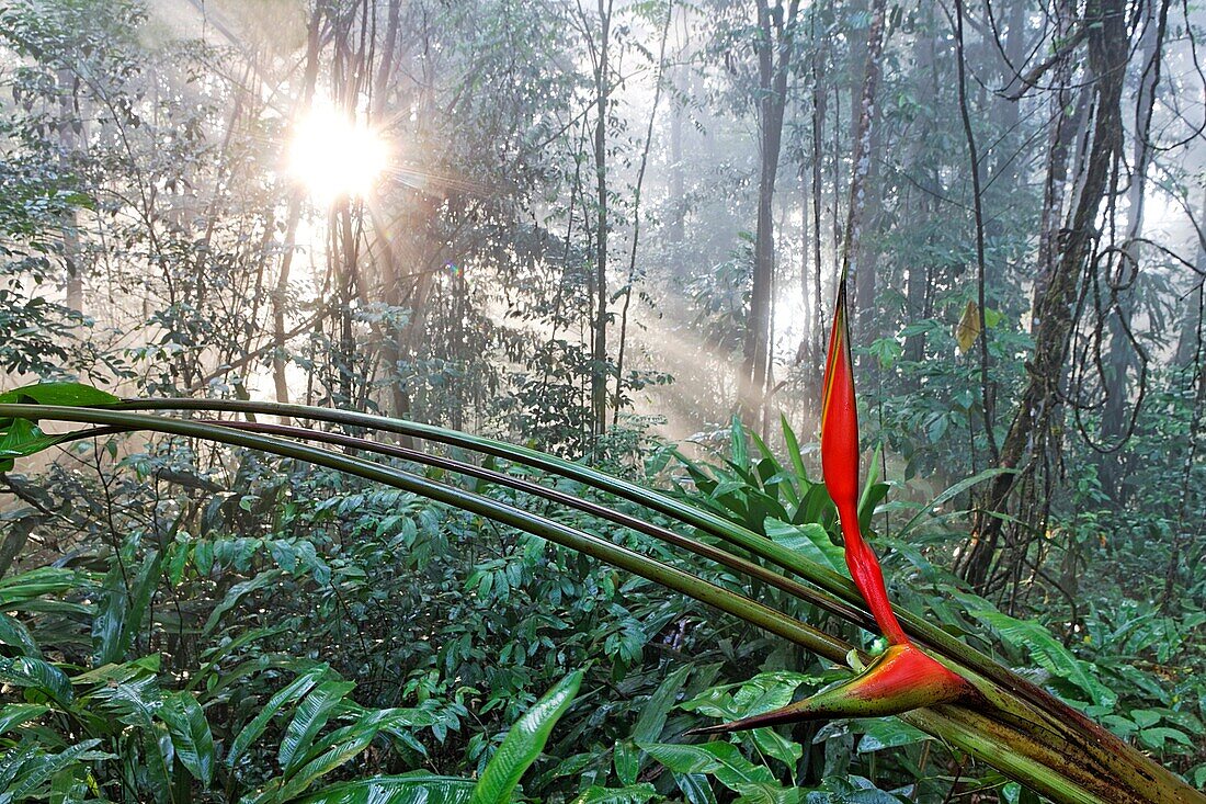 Heliconia and sunset in the rainforest. French Guiana.