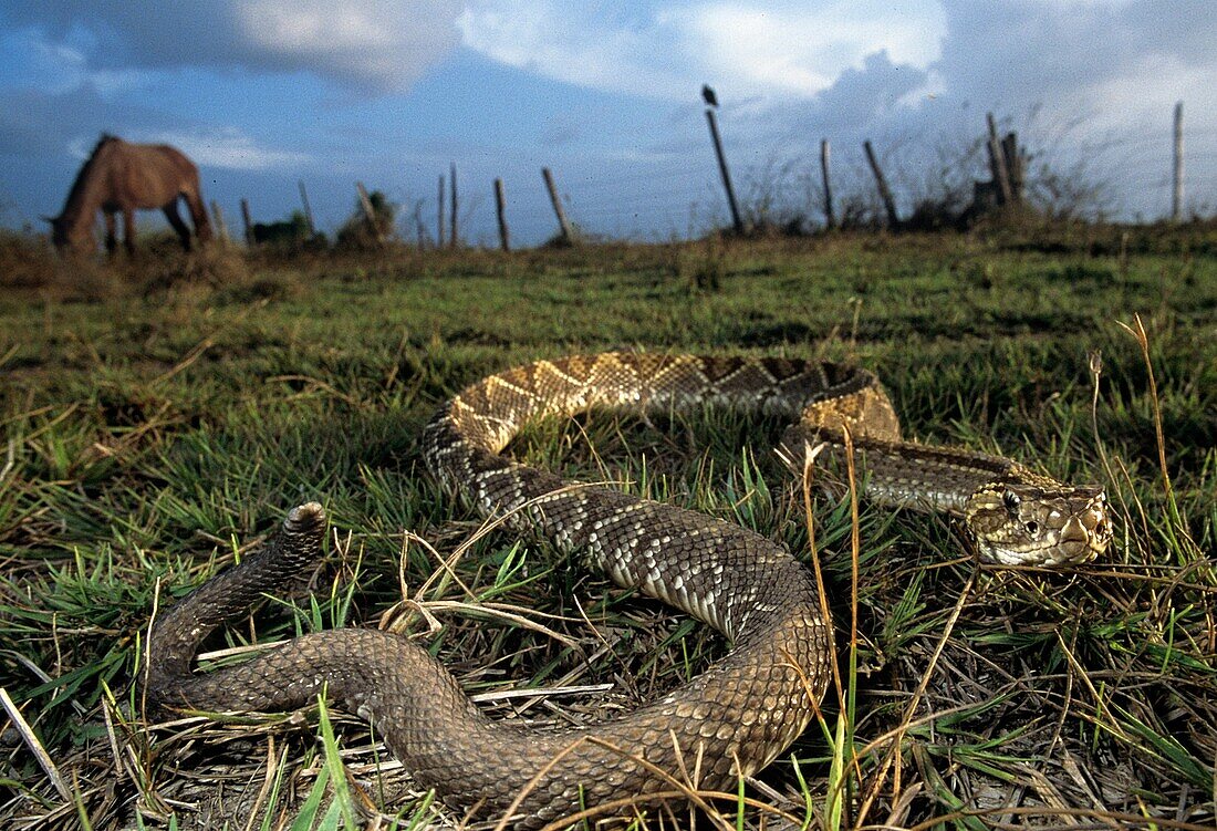 Crotalus durissus. South American Rattlesnake near horses. Rupununi savannah. Guyana.