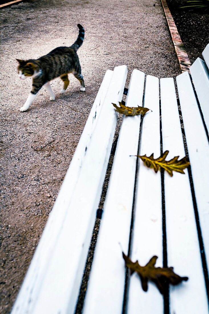 A cat walks next to a seat with leaves in the Botanical Garden, Valencia, Spain.