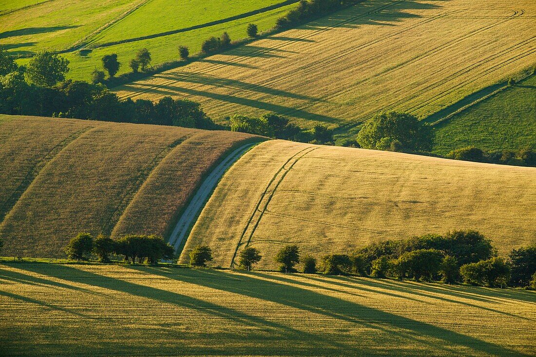 Summer evening in South Downs National Park, East Sussex, England.