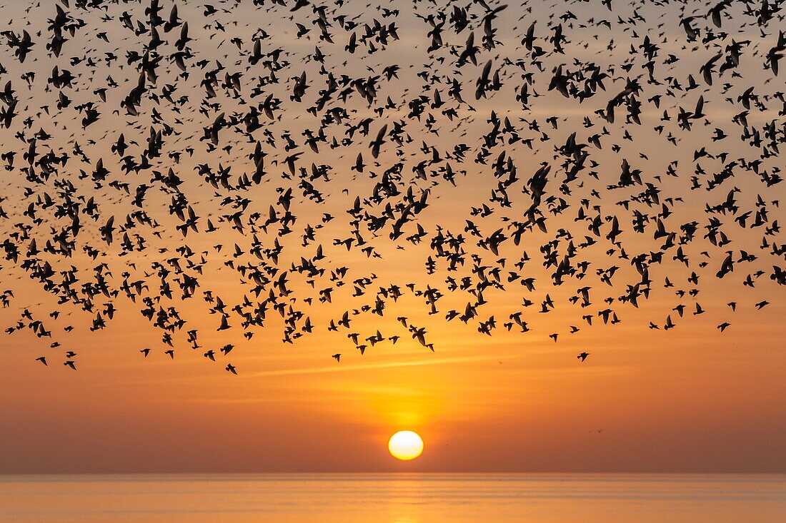 Starling murmuration at sunset in Brighton, UK.