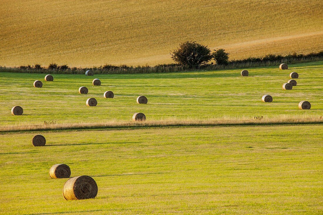 Summer evening in South Downs National Park near Lewes, East Sussex, England.