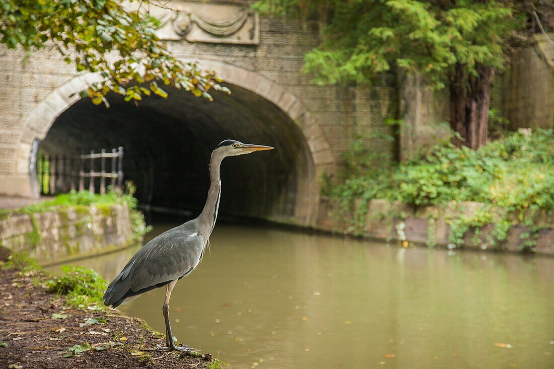 Grey heron hunting at Kennet and Avon canal in Bath, Somerset, England. Moody autumn afternoon.