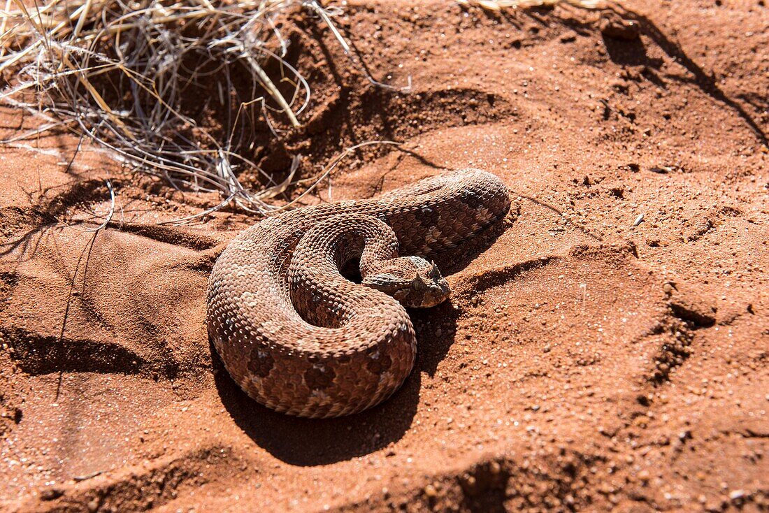 Side-winding Adder. Namib Desert, Namibia.