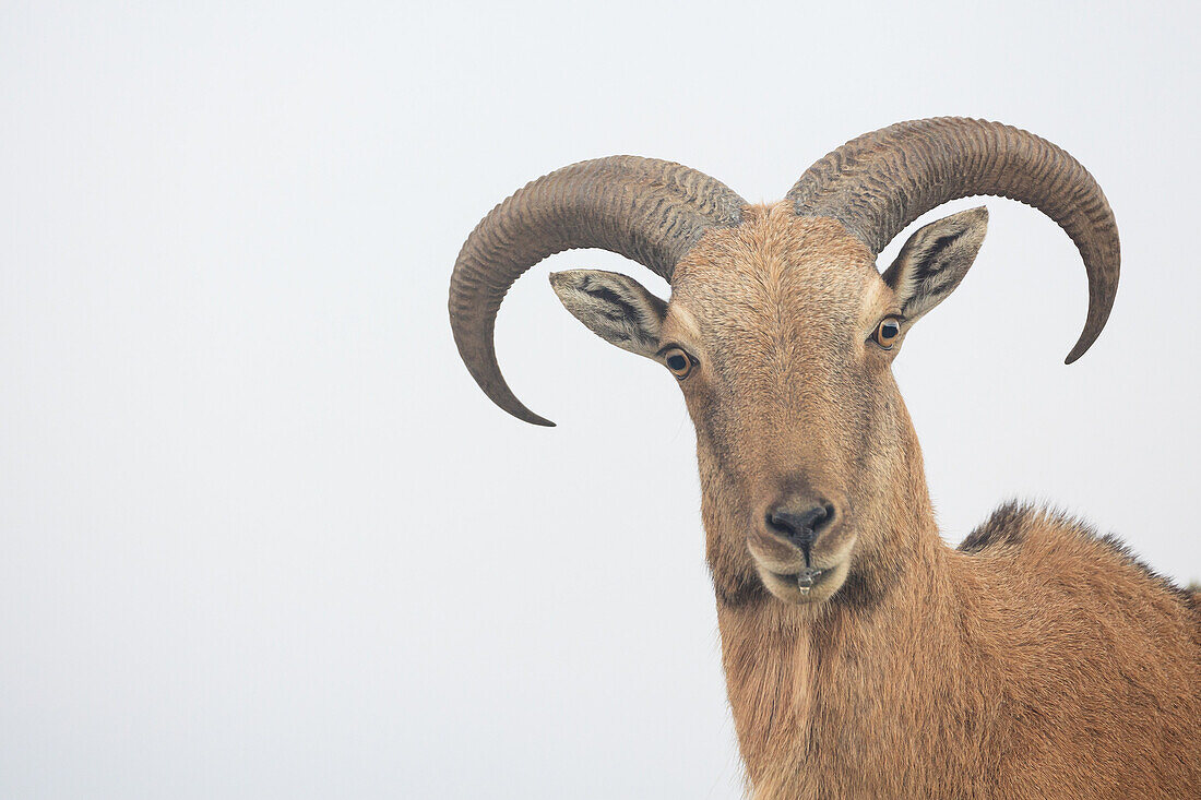 Barbary Sheep (Ammotragus lervia) portrait. Introduced specie. Sierra Espuña Natural Park. Region of Murcia. Spain.