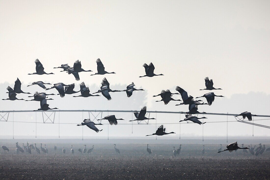 Common Crane (Grus grus) in agricultiral habitat, with mist. Agamon Hula. Hula Valley. Israel.