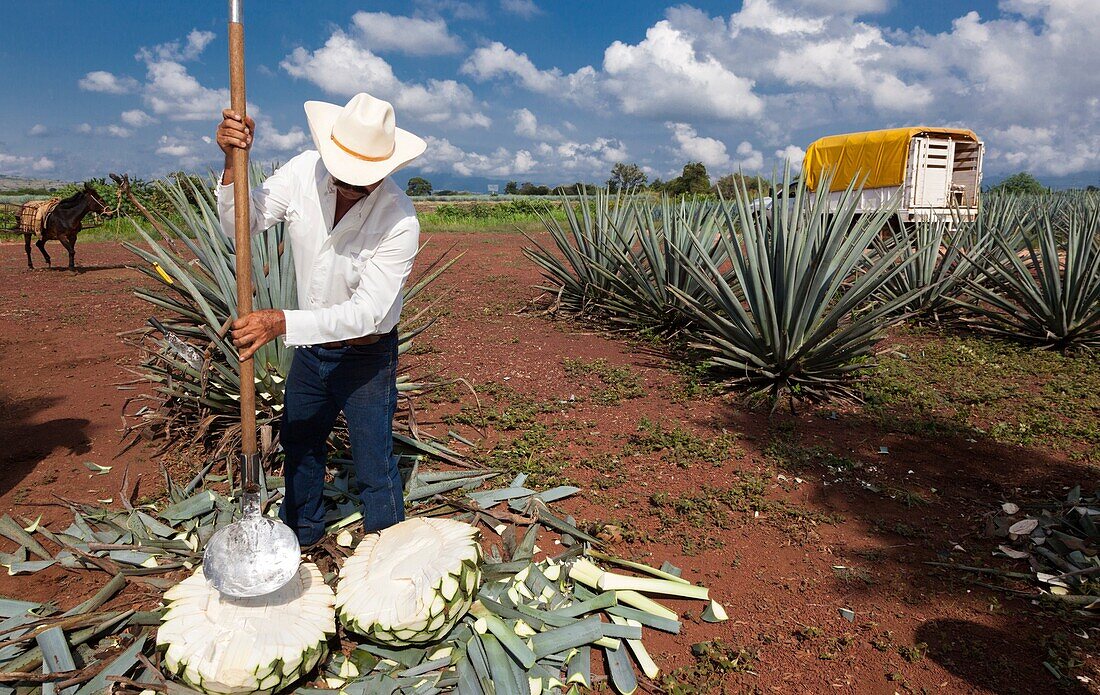The jima is the harvest of the ageve. it is a manual craftsmanship handled by the jimador, who shaves off the agave stalks to arrive to the core of the plant with the aid of special work tools. A jimador is capable of harvesting up to 350 piñas in seven h