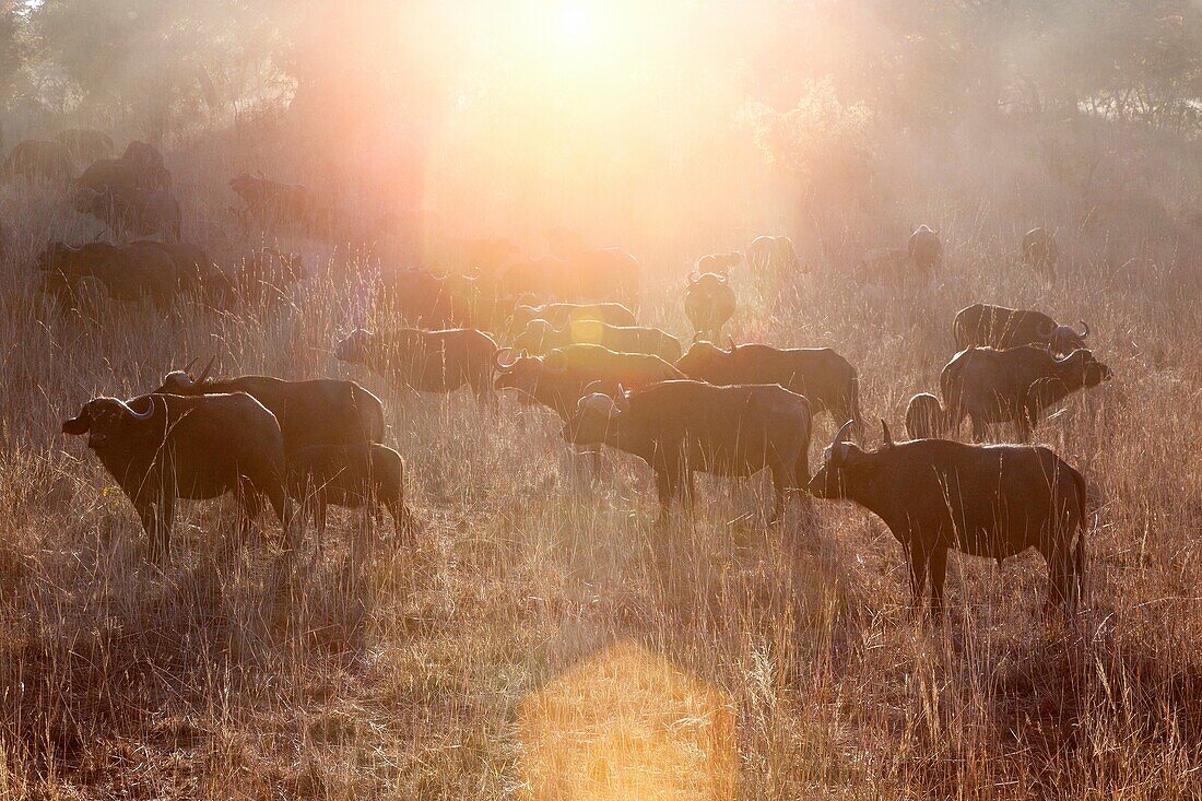 buffalos. hwange national park.