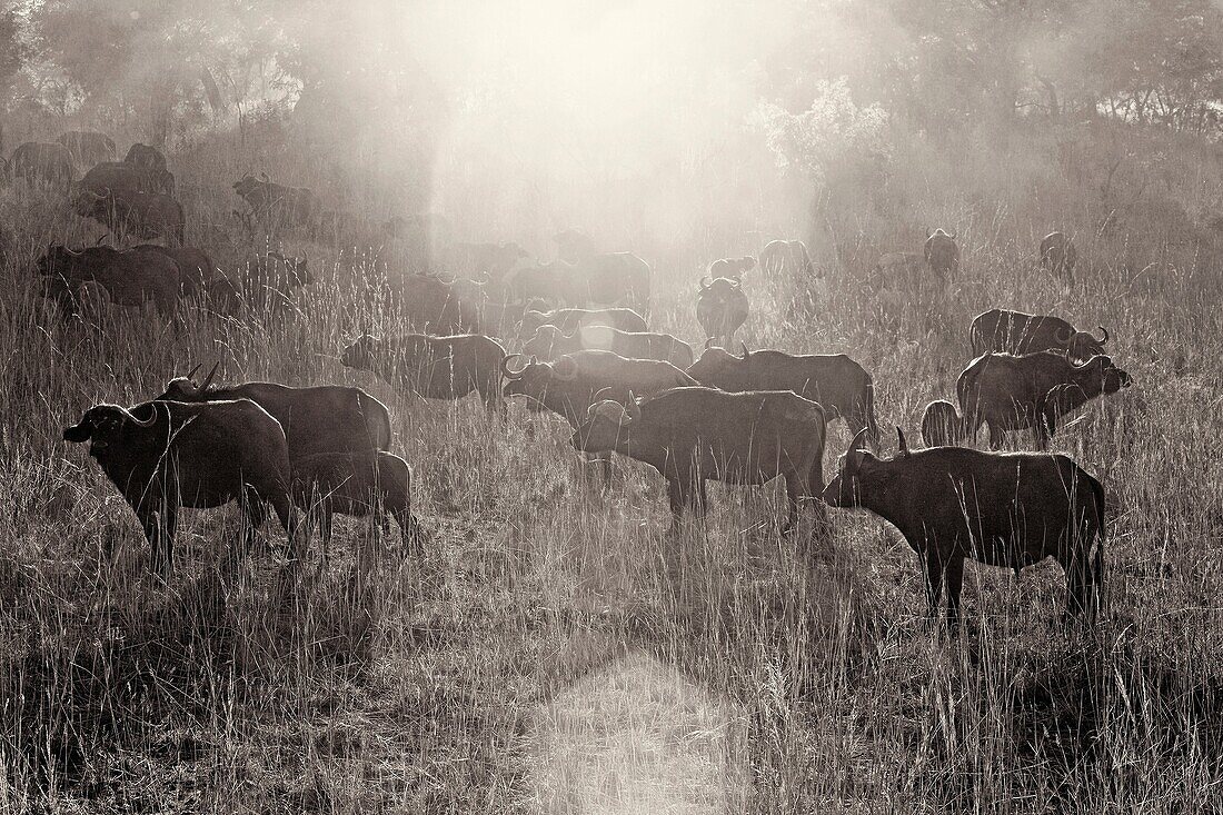 buffalos. hwange national park. zimbabwe.