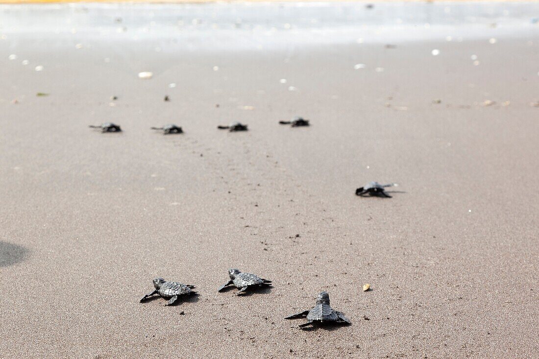 Turtles Release Eco Tour. san diego beach.