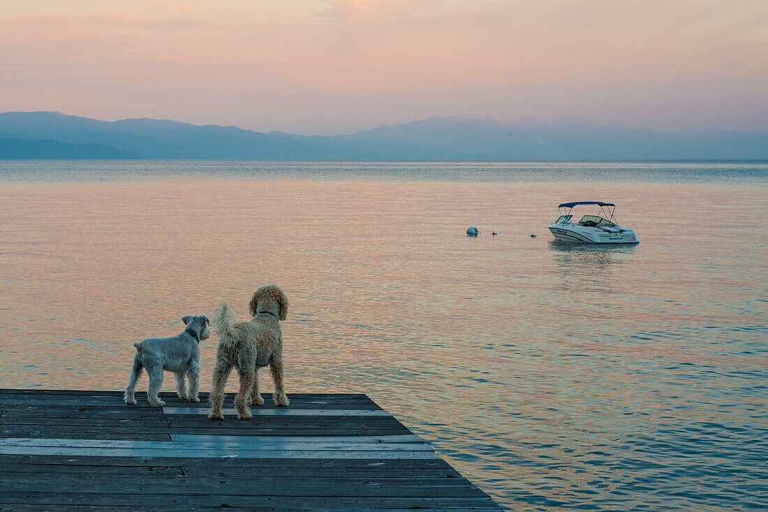 Two dogs gaze across the lake in the dawn light.