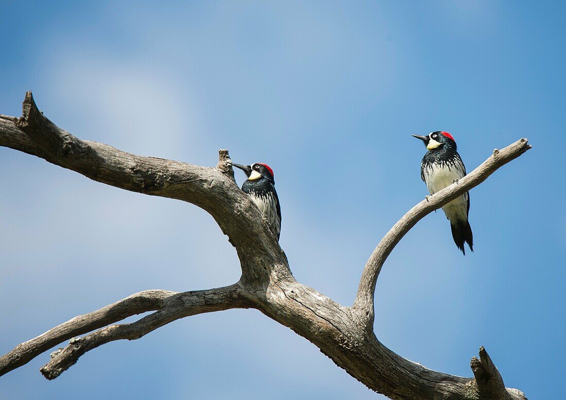 Two woodpeckers perch on a dead tree limb.
