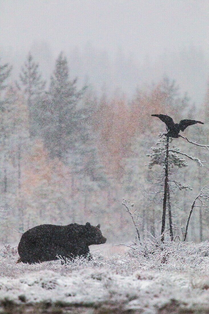 Brown bear, Ursus arctos walking in forest in snow storm and a raven flying above with birches in yellow autumn colors, Kuhmo, Finland.
