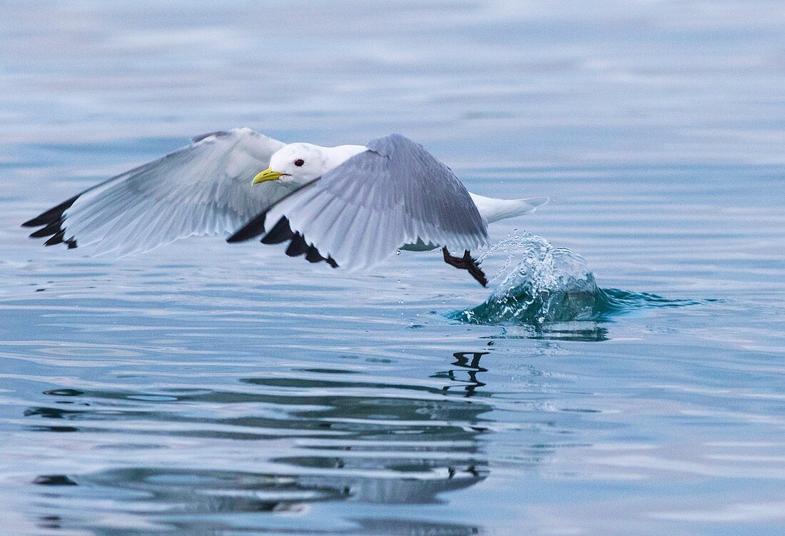 Black-legged kittiwake, Rissa tridactyla, lifting from the water and flying away, Andenes, Norway.