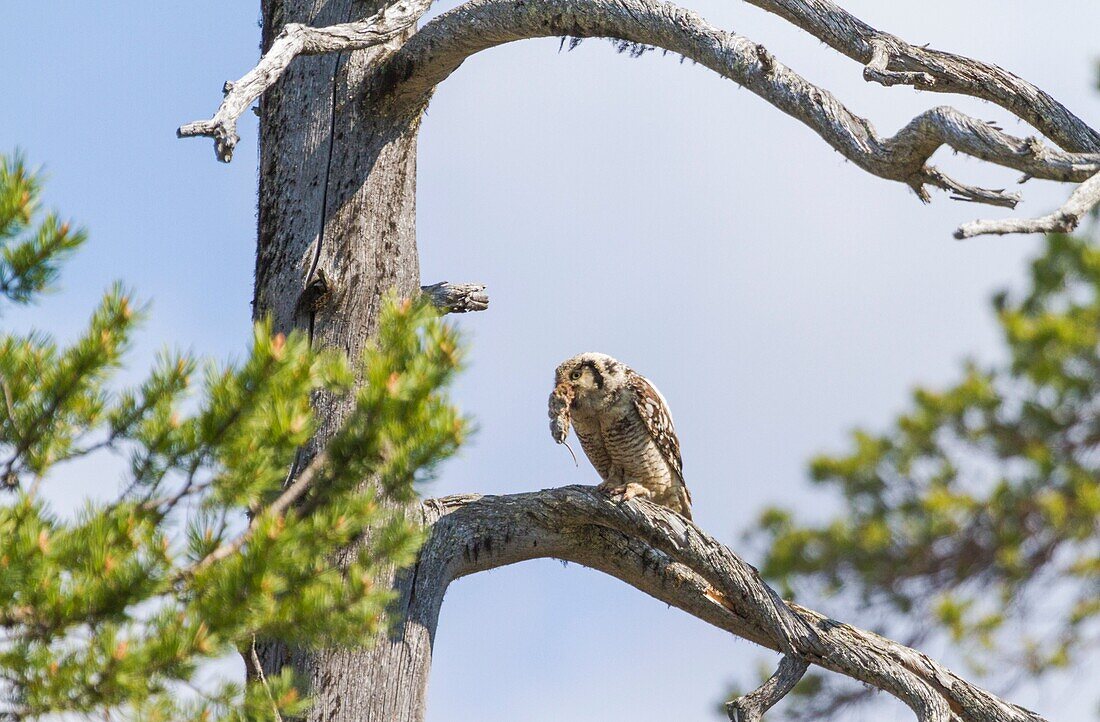 Adult Northern hawk-owl, Surnia ulula, sitting in an old tree with a vole in his beak, Gällivare, Swedish Lapland, Sweden.