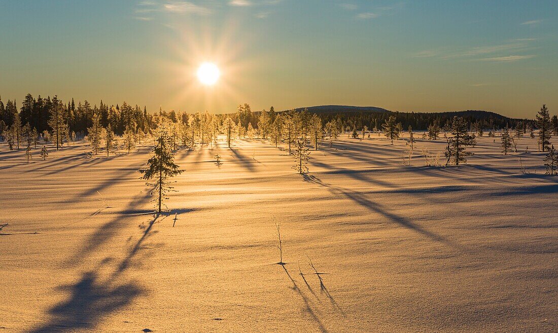 Winter landscape in direct light with frosty and snowy trees, Gällivare, Swedish Lapland, Sweden.