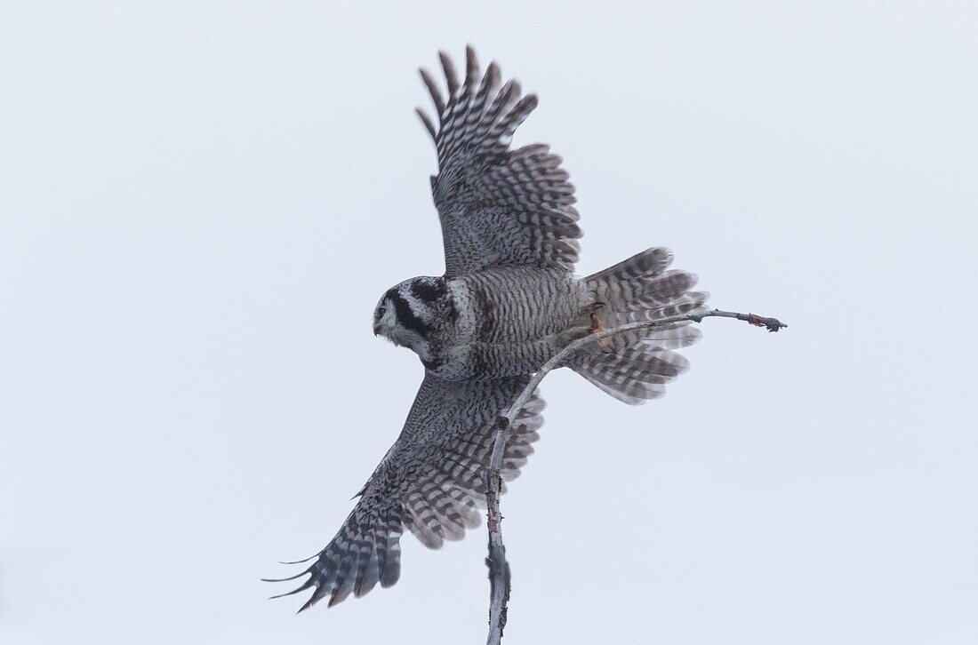Adult Northern hawk-owl, Surnia ulula, flying from a tree, Stora sjöfallets national park, Gällivare, Swedish Lapland, Sweden.