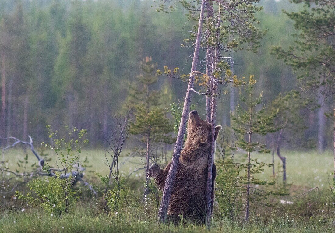 Brown bear, Ursus arctos, Standing on his back legs, scratching his back agains a pine tree, Kuhmo, Finland.