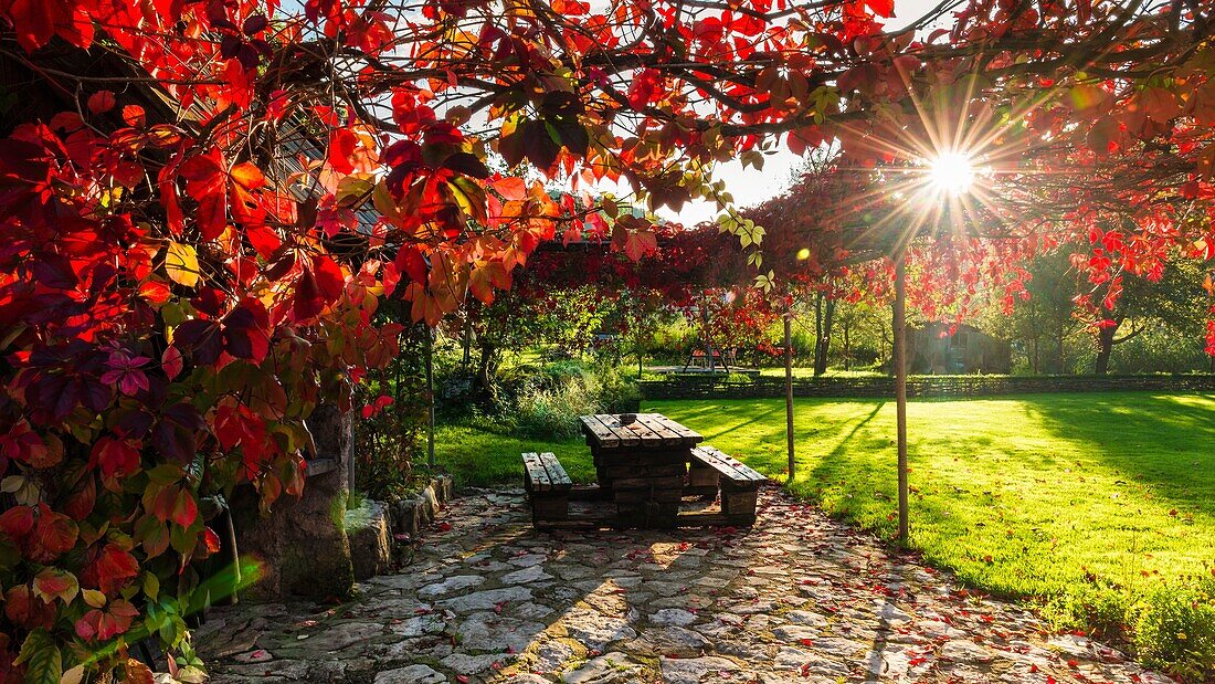 Sunlight through autumn grape vines, Korana Village, Plitvice Lakes National Park, Croatia.